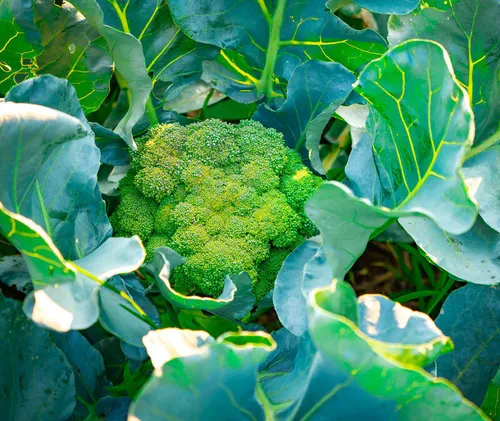 Brocoli
