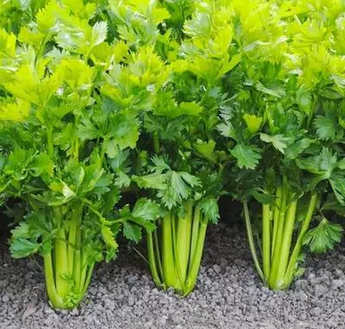 Céleri branche