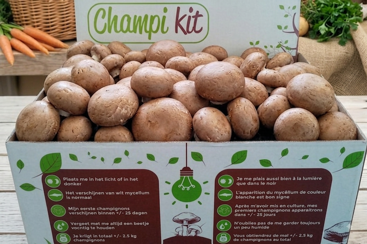 Ballot de champignon brun de Paris BIO
