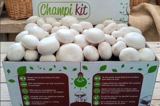 Ballot de champignon blanc de Paris BIO 