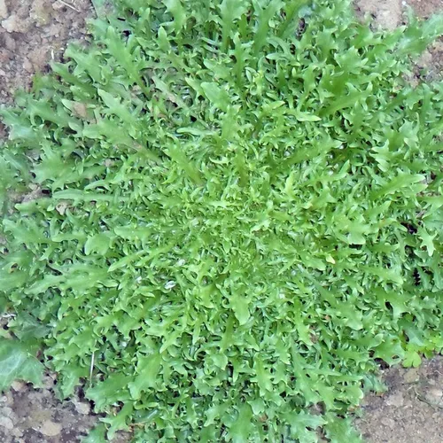 Chicorée Frisée wallonne
