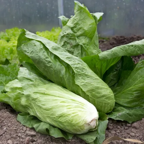 Chicorée pain de sucre