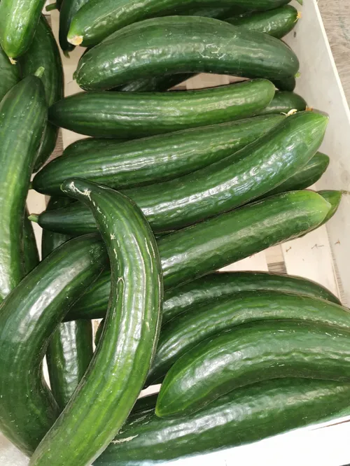 Concombre long lisse