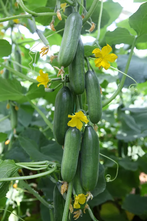 Concombre Snack (petit)