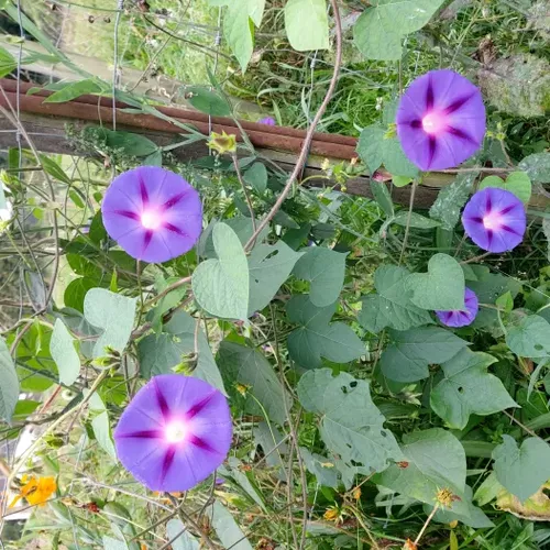 Ipomée (belle de jour)