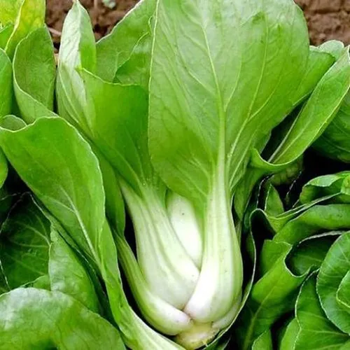 Chou chinois Pak choï