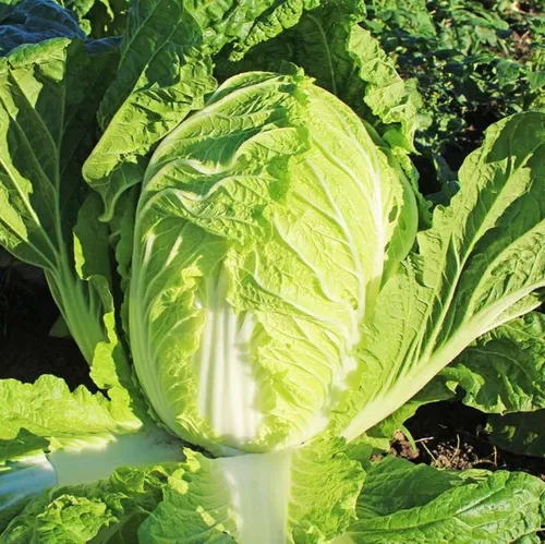 Chou chinois Pe tsaï