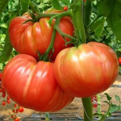 Marmande